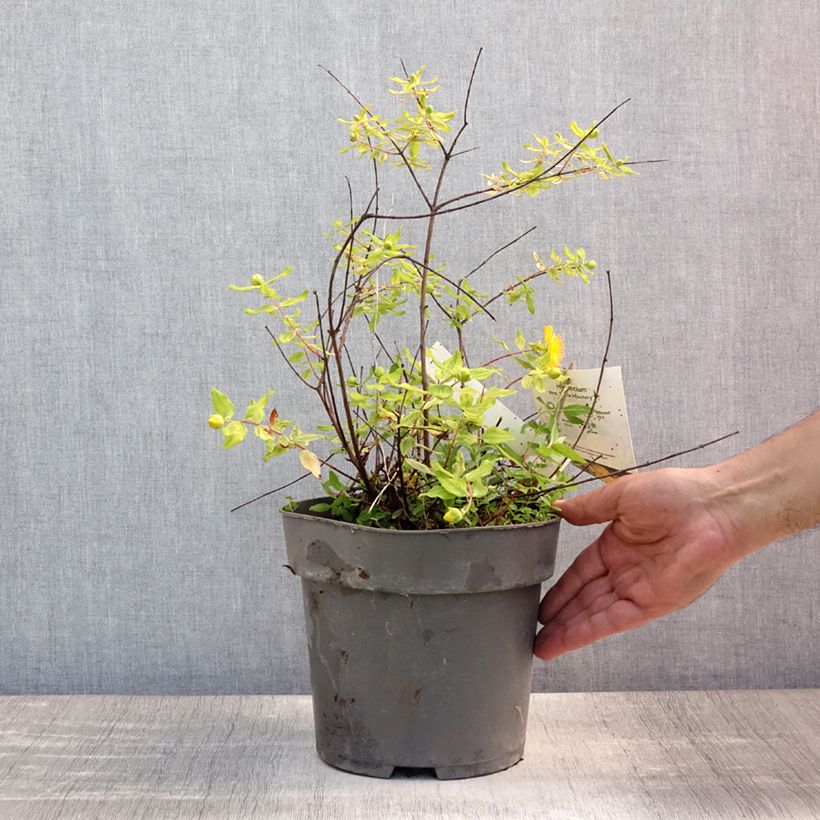 Amostra de Hypericum moserianum Little Misstery Vaso de 4 L/5 L tal como entregue no verão