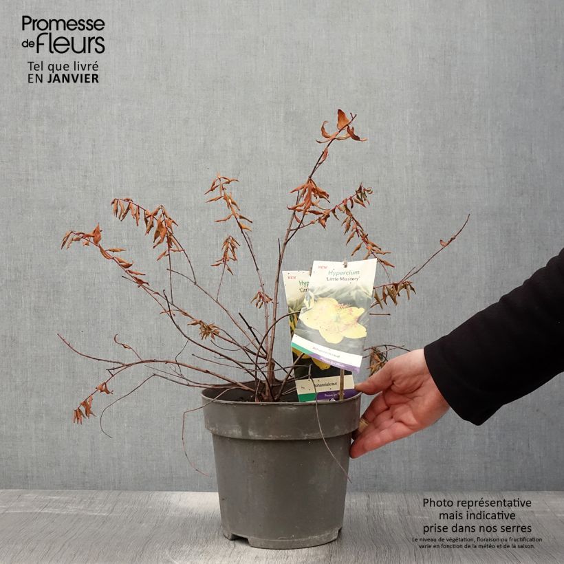 Amostra de Hypericum (x) moserianum Little Misstery - Millepertuis de Moser  Vaso de 4 L/5 L tal como entregue no inverno