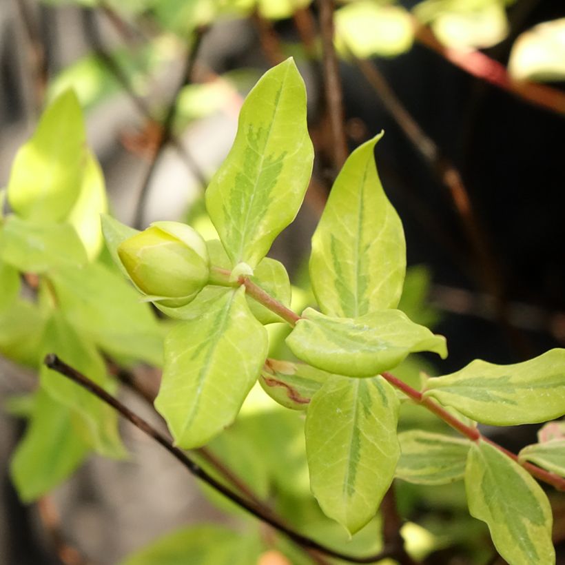 Hypericum moserianum Little Misstery (Folhagem)