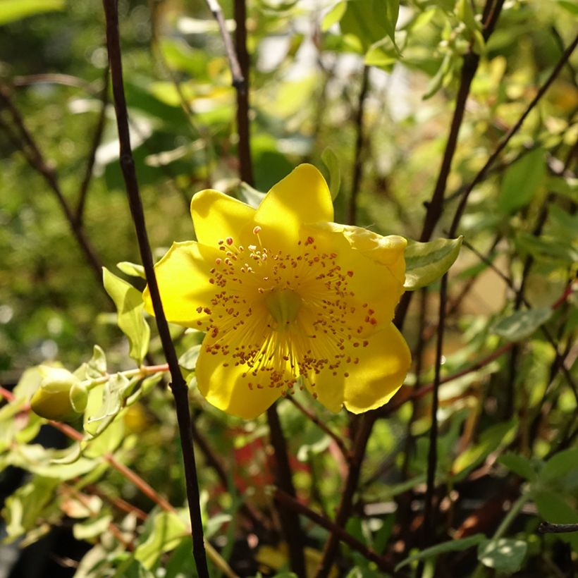 Hypericum moserianum Little Misstery (Floração)