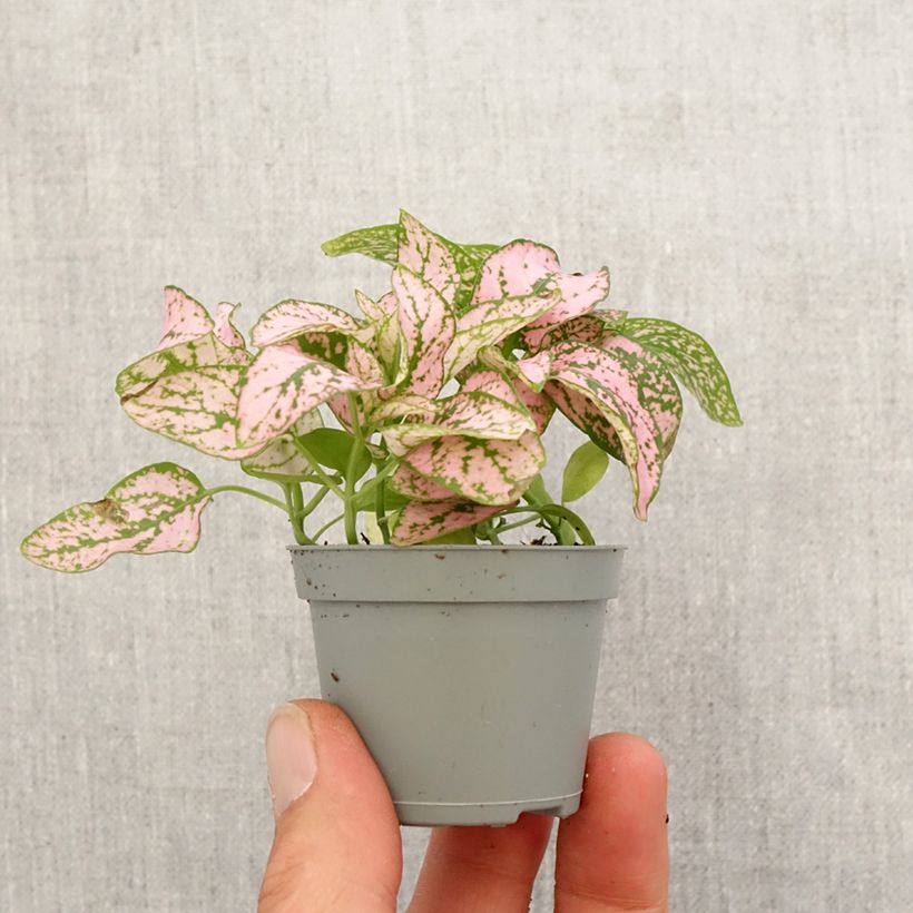 Amostra de Hipoestes Pink Mini-plante tal como entregue na primavera