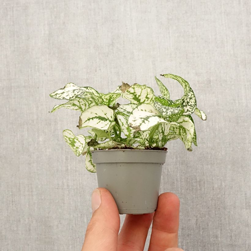 Amostra de Hipoestes Branco Mini-plante tal como entregue na primavera