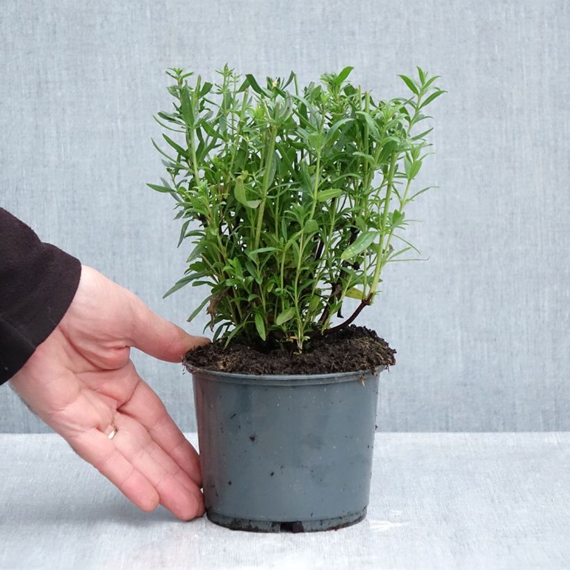 Amostra de Hissopo Bio plantas jovens Vaso de 1 L/1,5 L tal como entregue no outono