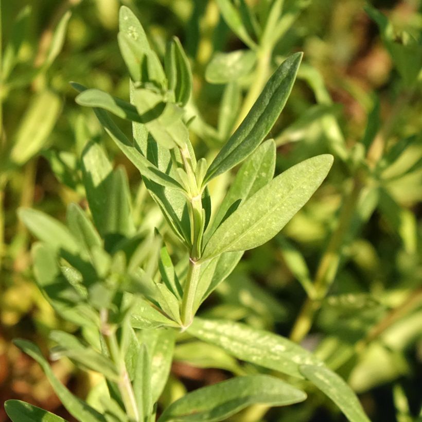 Hyssopus officinalis (Folhagem)