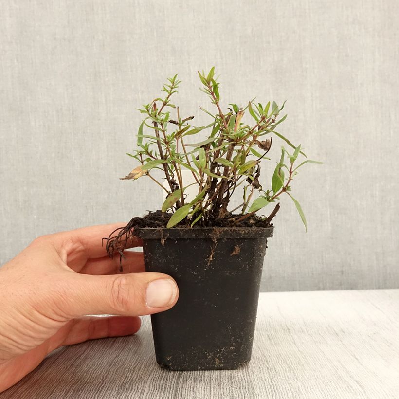 Amostra de Hyssopus officinalis f. roseus Vaso de 8/9 cm tal como entregue no outono