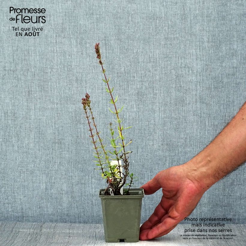 Amostra de Hyssopus officinalis f. roseus Vaso de 8/9 cm tal como entregue no verão