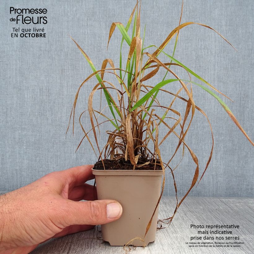 Amostra de Hystrix patula Vaso de 8/9 cm tal como entregue no outono