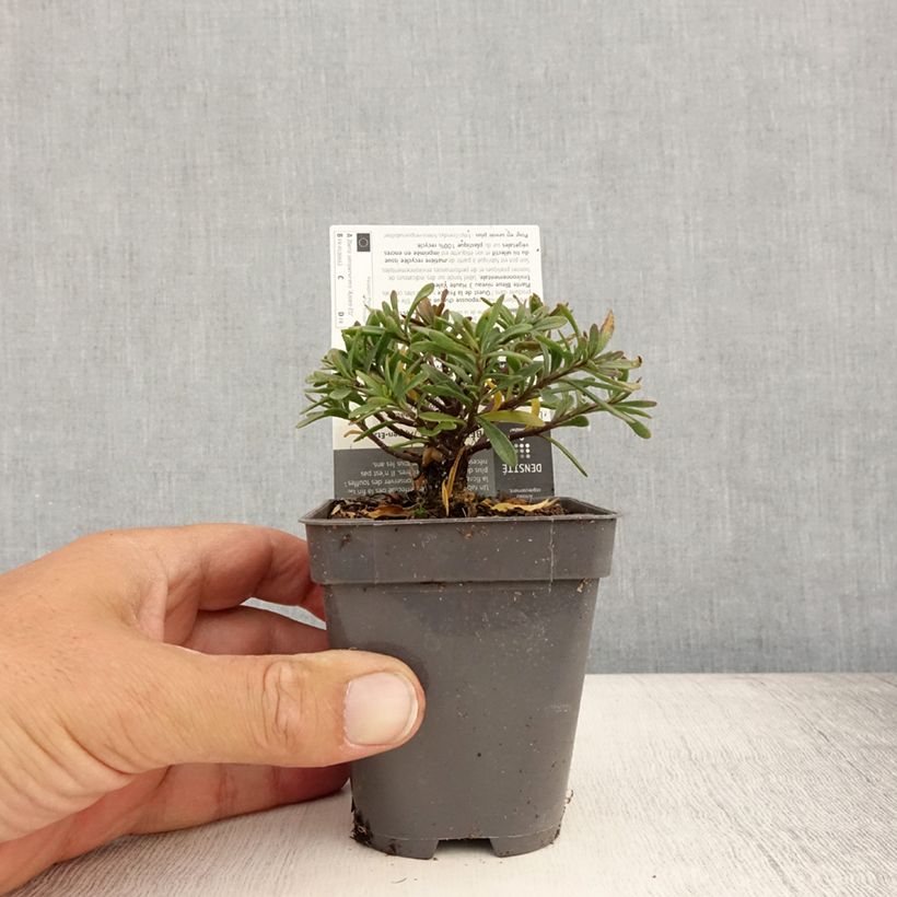 Amostra de Iberis sempervirens Appen Vaso de 8/9 cm tal como entregue no verão