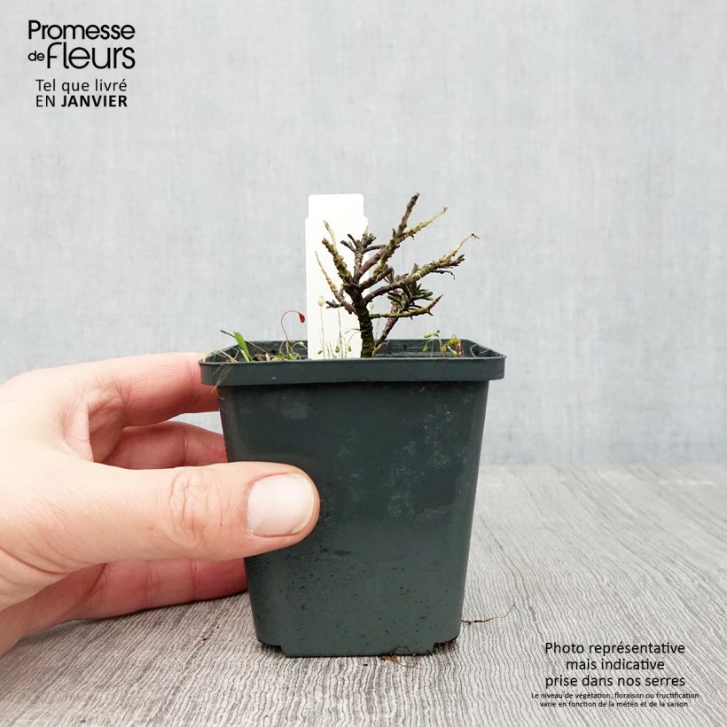 Amostra de Iberis sempervirens Appen-Etz - Corbeille d'argent Godet de 8/9 cm tal como entregue no inverno