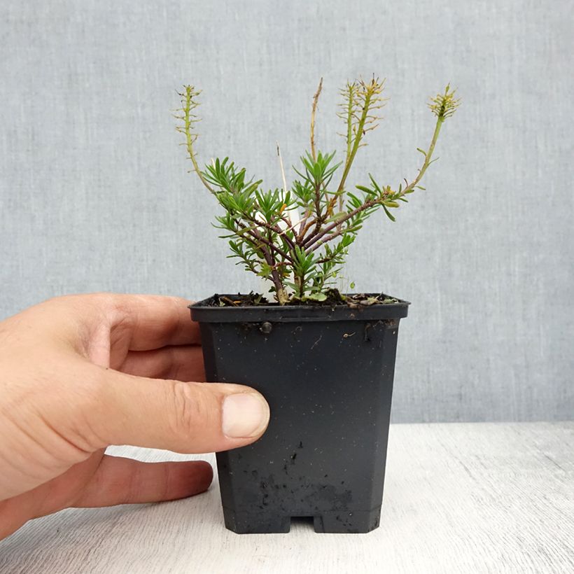 Amostra de Iberis sempervirens Appen Vaso de 8/9 cm tal como entregue na primavera