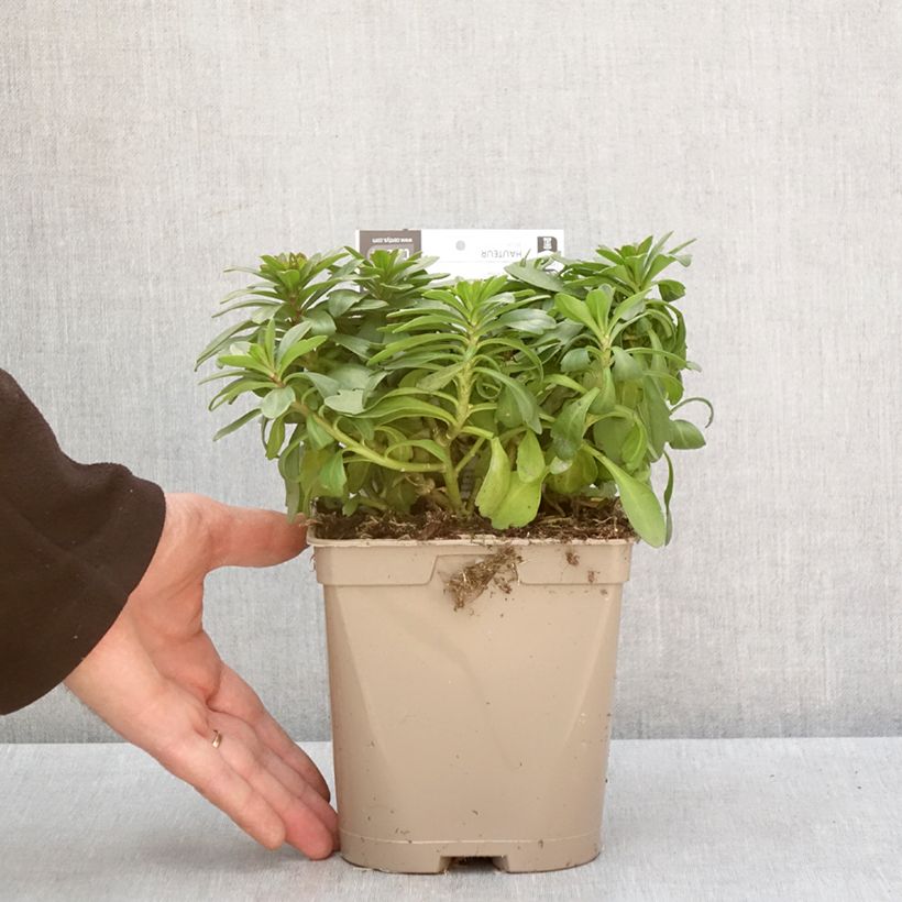 Amostra de Iberis sempervirens Masterpiece - Corbeille d'argent  Vaso de 2 L/3 L tal como entregue no inverno