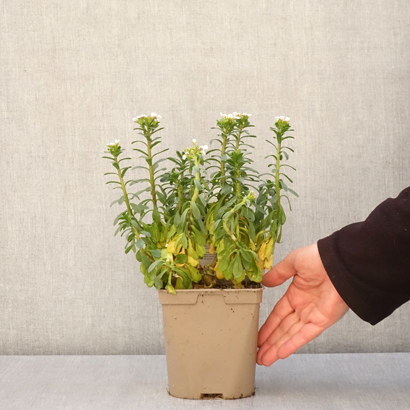 Amostra de Iberis sempervirens Masterpiece Vaso de 2 L/3 L tal como entregue na primavera