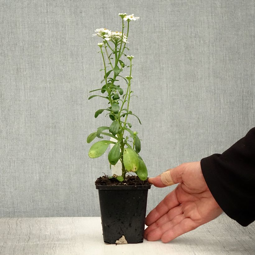 Amostra de Iberis sempervirens Masterpiece Vaso de 8/9 cm tal como entregue no verão