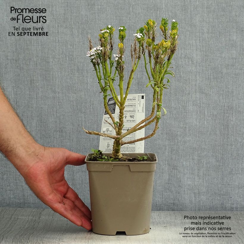 Amostra de Iberis sempervirens Masterpiece Vaso de 2 L/3 L tal como entregue no verão