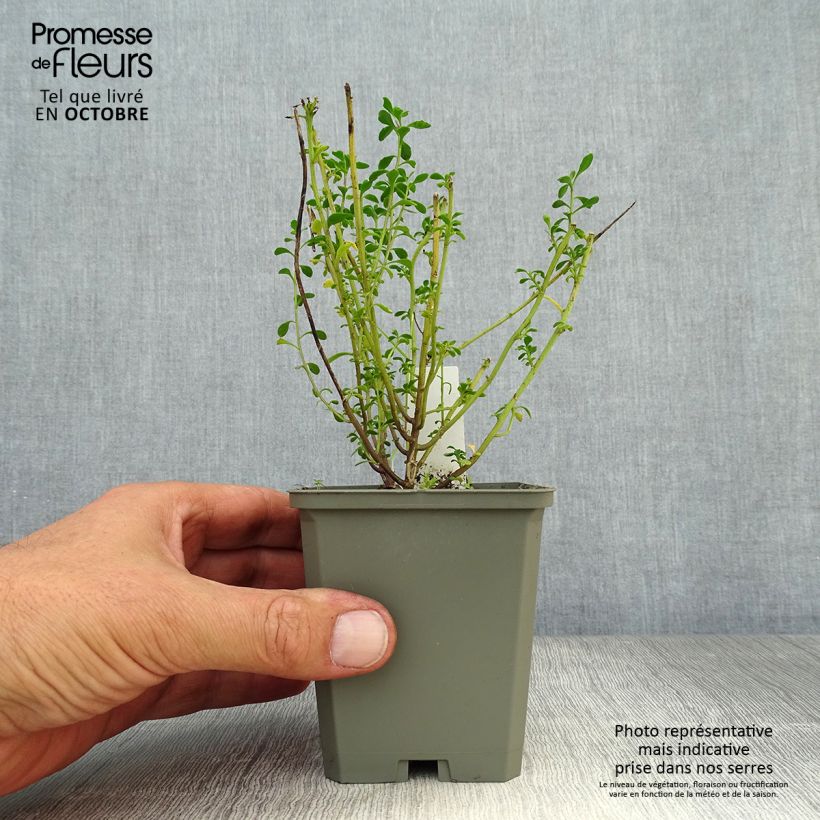 Amostra de Iberis sempervirens Pink Ice® Vaso de 8/9 cm tal como entregue no outono