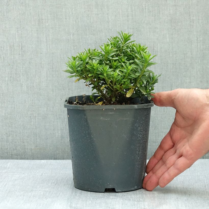 Amostra de Iberis sempervirens Snowflake Vaso de 2 L/3 L tal como entregue no verão