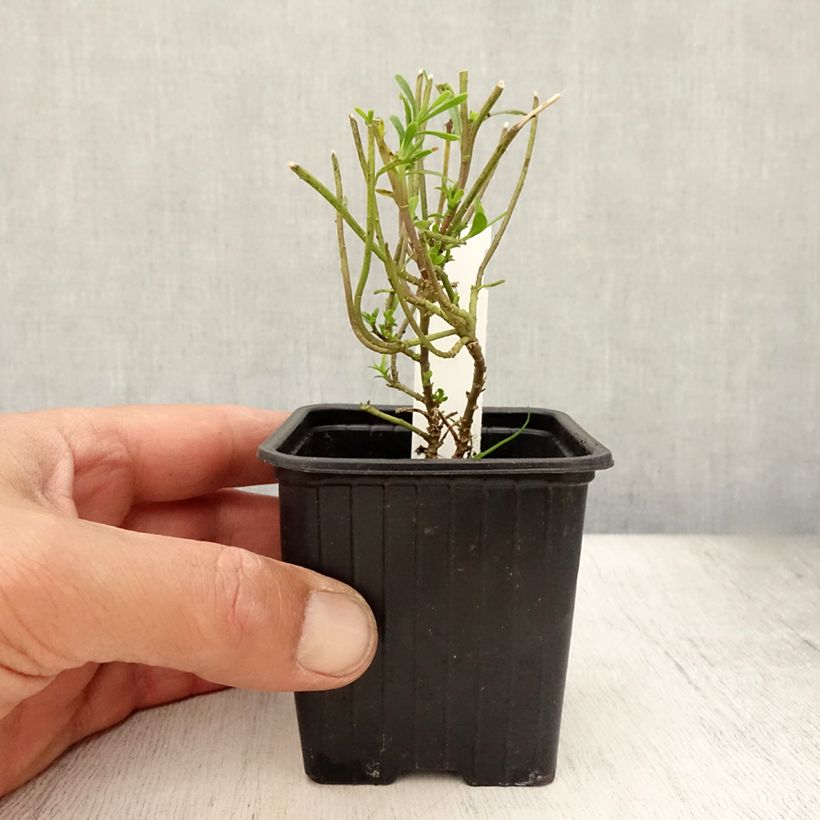 Amostra de Iberis sempervirens Weisser Zwerg Vaso de 8/9 cm tal como entregue no verão