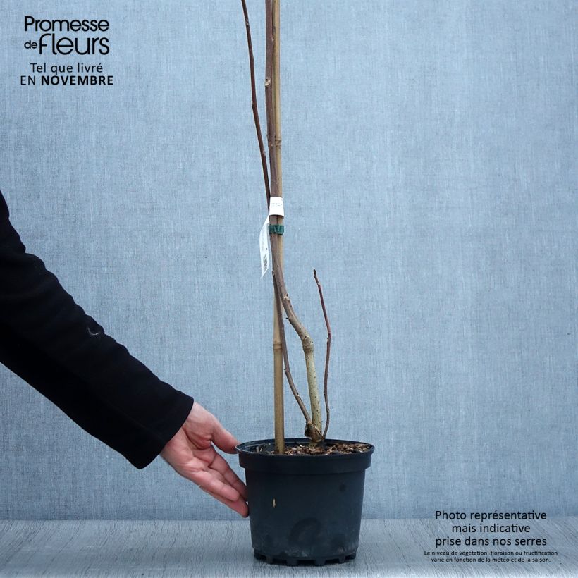 Amostra de Idesia polycarpa Vaso de 2 L/3 L tal como entregue no outono