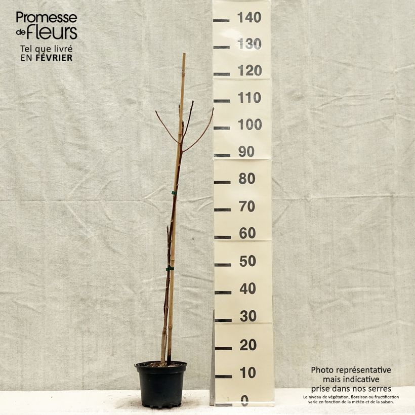 Amostra de Idesia polycarpa Vaso de 2 L/3 L tal como entregue no inverno