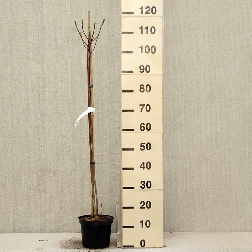 Amostra de Idesia polycarpa Vaso de 2 L/3 L tal como entregue na primavera