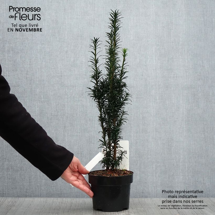 Amostra de Taxus baccata fastigiata Black Tower Vaso de 2 L/3 L tal como entregue no outono