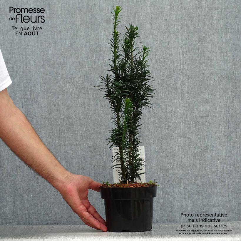 Amostra de Taxus baccata fastigiata Black Tower Vaso de 2 L/3 L tal como entregue no verão