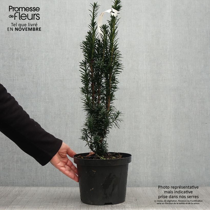Amostra de Taxus baccata fastigiata Black Tower Vaso de 4 L/5 L tal como entregue no outono