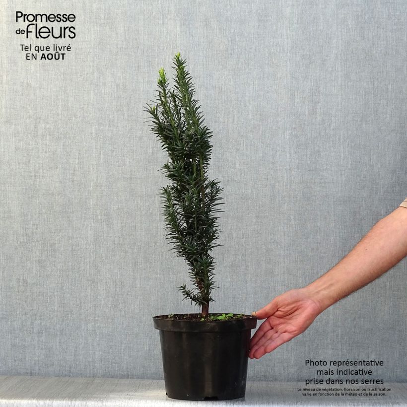 Amostra de Taxus baccata fastigiata Black Tower Vaso de 4 L/5 L tal como entregue no verão