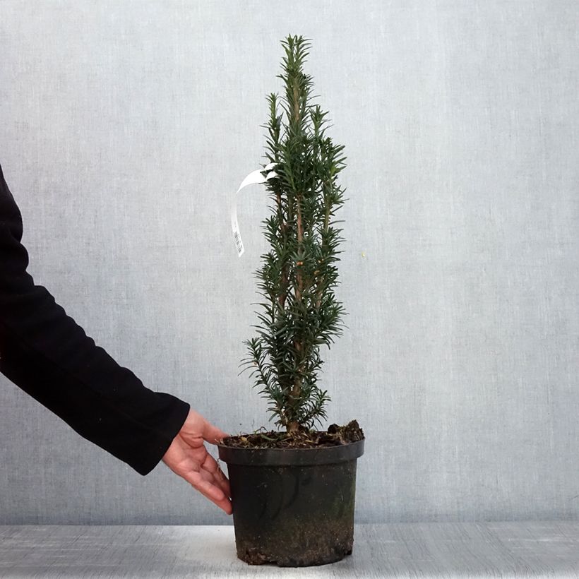 Amostra de Taxus baccata fastigiata Black Tower Vaso de 4 L/5 L tal como entregue na primavera