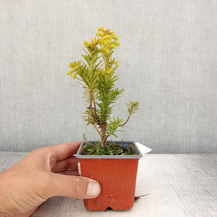 Amostra de Taxus baccata Kupfergold Vaso de 8/9 cm tal como entregue no verão