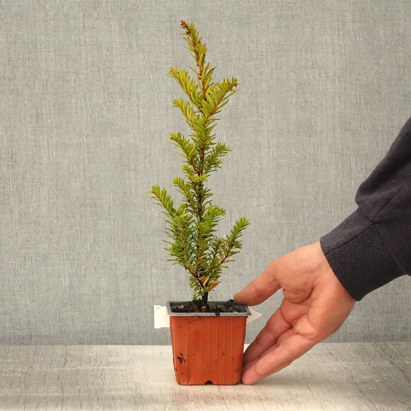 Amostra de Taxus baccata Kupfergold Vaso de 8/9 cm tal como entregue na primavera