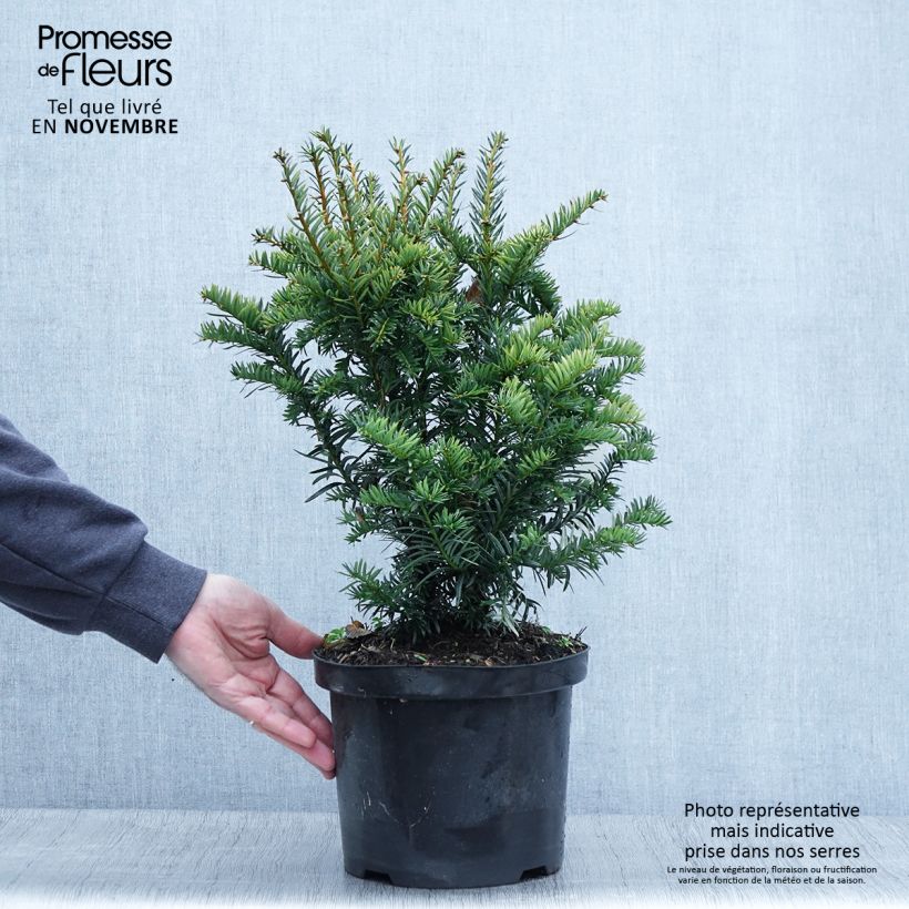 Amostra de Taxus baccata Kupfergold Vaso de 4 L/5 L tal como entregue no outono