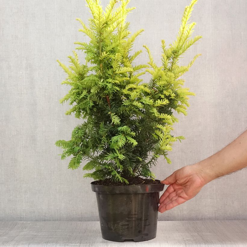 Amostra de Taxus baccata Kupfergold Vaso de 4 L/5 L tal como entregue no verão