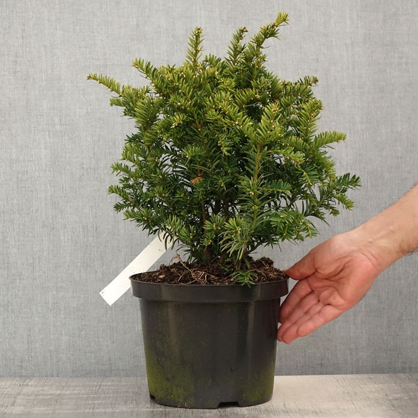 Amostra de Taxus baccata Kupfergold Vaso de 4 L/5 L tal como entregue na primavera
