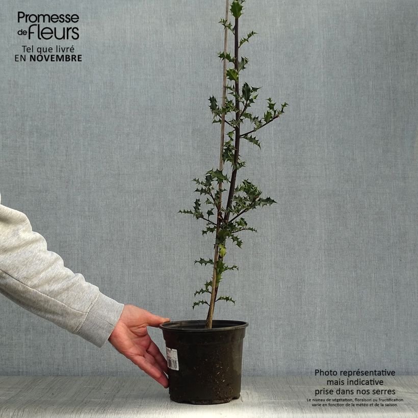 Amostra de Ilex aquifolium Vaso de 2 L/3 L tal como entregue no outono