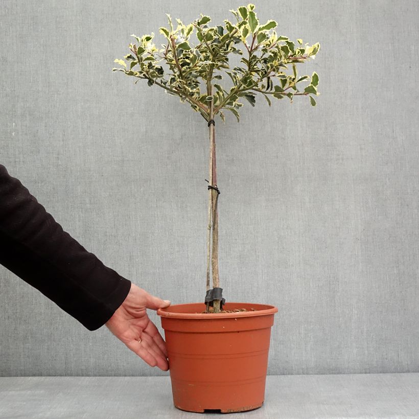 Amostra de Ilex aquifolium Silver Queen - Houx panaché Vaso de 4 L/5 L tal como entregue no inverno