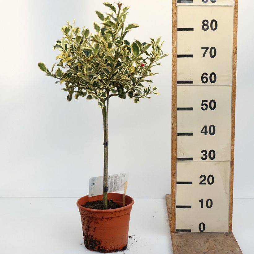 Amostra de Azevinho Silver Queen Vaso de 4 L/5 L, Haste tal como entregue na primavera