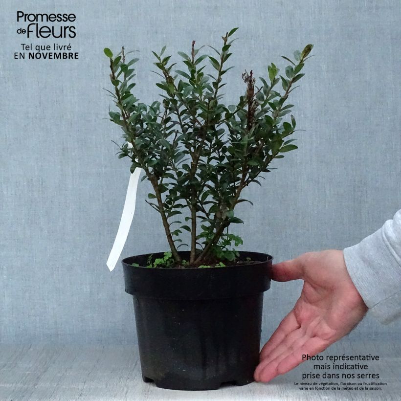 Amostra de Azevinho-japonês Caroline Upright - Ilex crenata Vaso de 2 L/3 L tal como entregue no outono