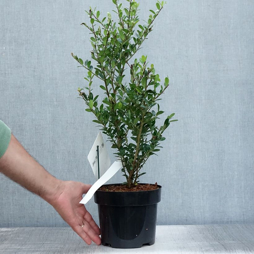 Amostra de Azevinho-japonês Caroline Upright - Ilex crenata Vaso de 2 L/3 L tal como entregue no verão