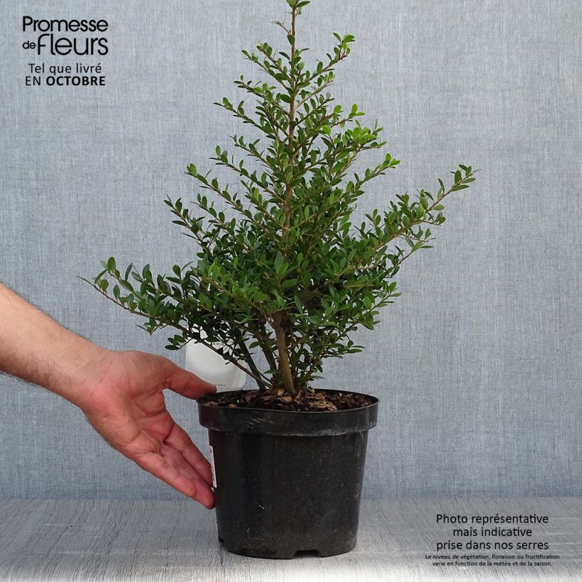 Amostra de Azevinho-japonês Stokes - Ilex crenata Vaso de 2 L/3 L tal como entregue no outono
