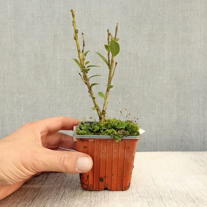 Amostra de Azevinho Kanehirae Vaso de 8/9 cm tal como entregue no outono