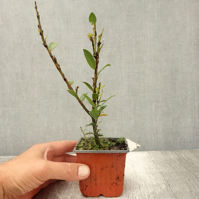 Amostra de Azevinho Kanehirae Vaso de 8/9 cm tal como entregue no verão