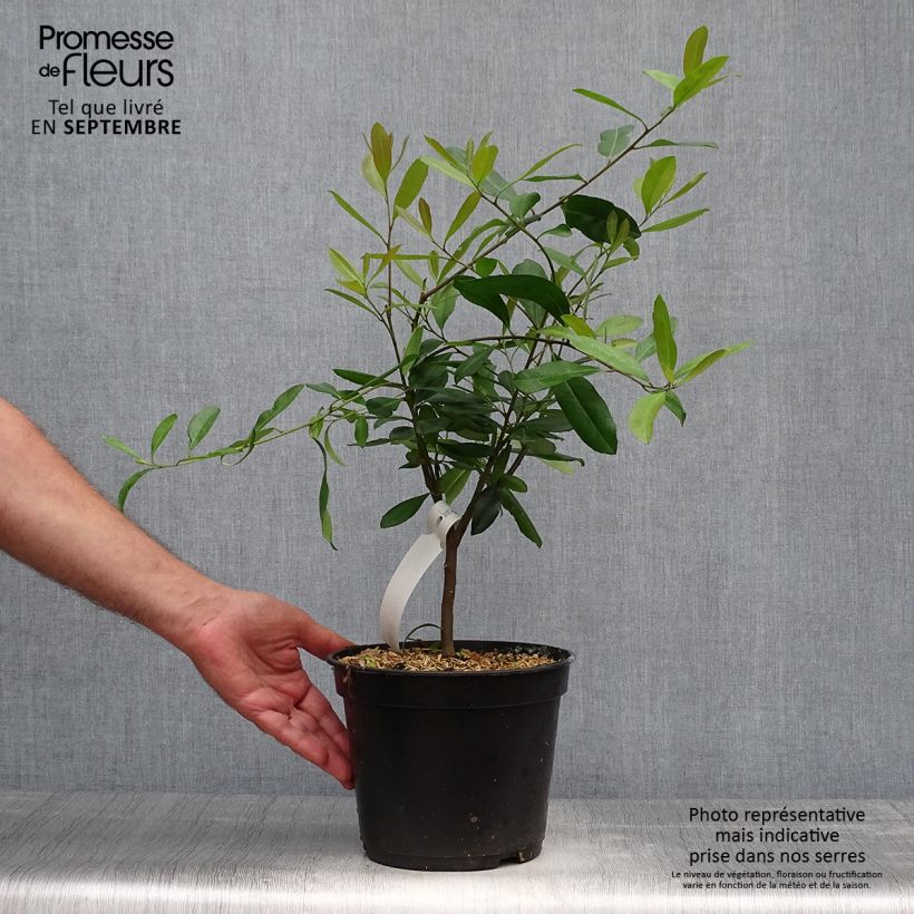 Amostra de Ilex paraguariensis Vaso de 3 L/4 L tal como entregue no outono