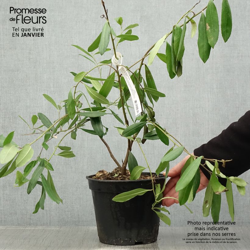 Amostra de Ilex paraguariensis - Yerba maté, Thé du Paraguay Vaso de 3 L/4 L tal como entregue no inverno