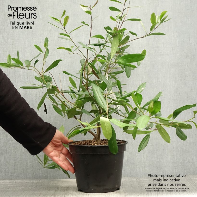 Amostra de Ilex paraguariensis Vaso de 3 L/4 L tal como entregue na primavera