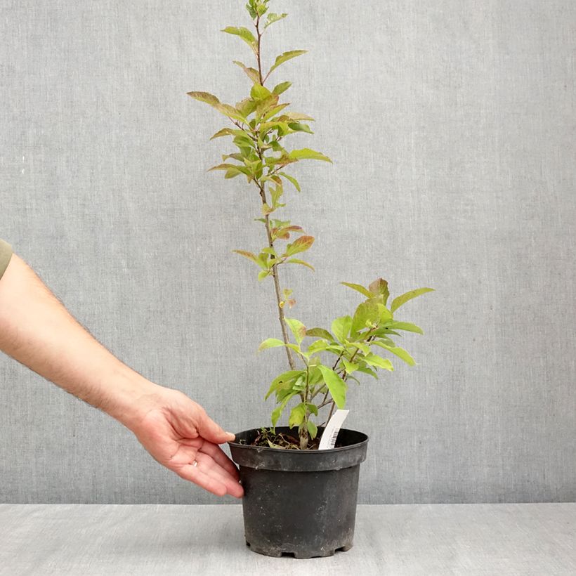 Amostra de Ilex verticillata Vaso de 3 L/4 L tal como entregue no outono