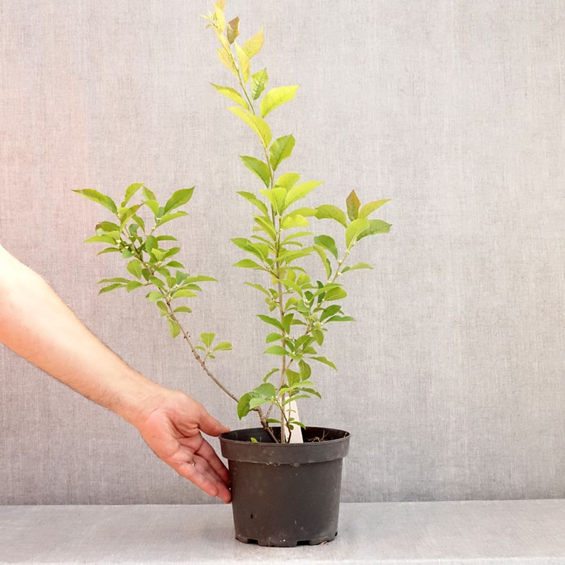 Amostra de Ilex verticillata Vaso de 3 L/4 L tal como entregue no verão