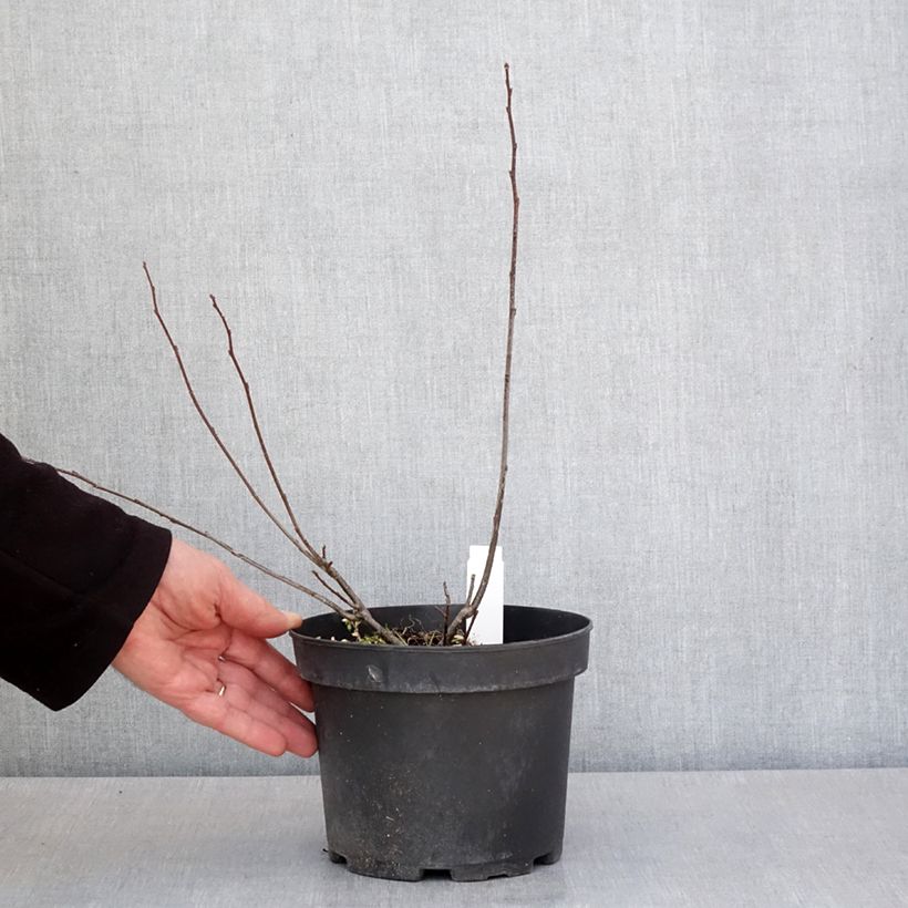 Amostra de Ilex verticillata Vaso de 3 L/4 L tal como entregue na primavera