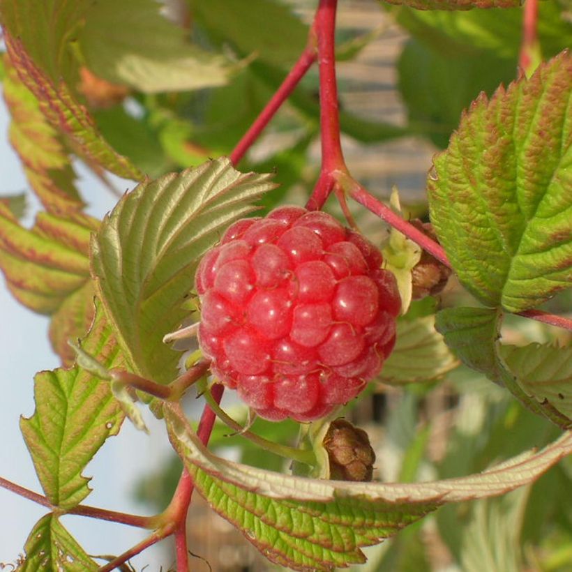 Framboeseiro Malling Promise não remontante - Rubus idaeus (Colheita)