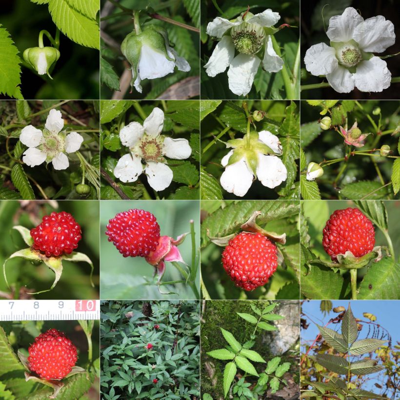 Amostra de Rubus illecebrosus Vaso de 8/9 cm tal como entregue no verão